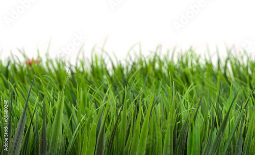Refresh Grass on White background