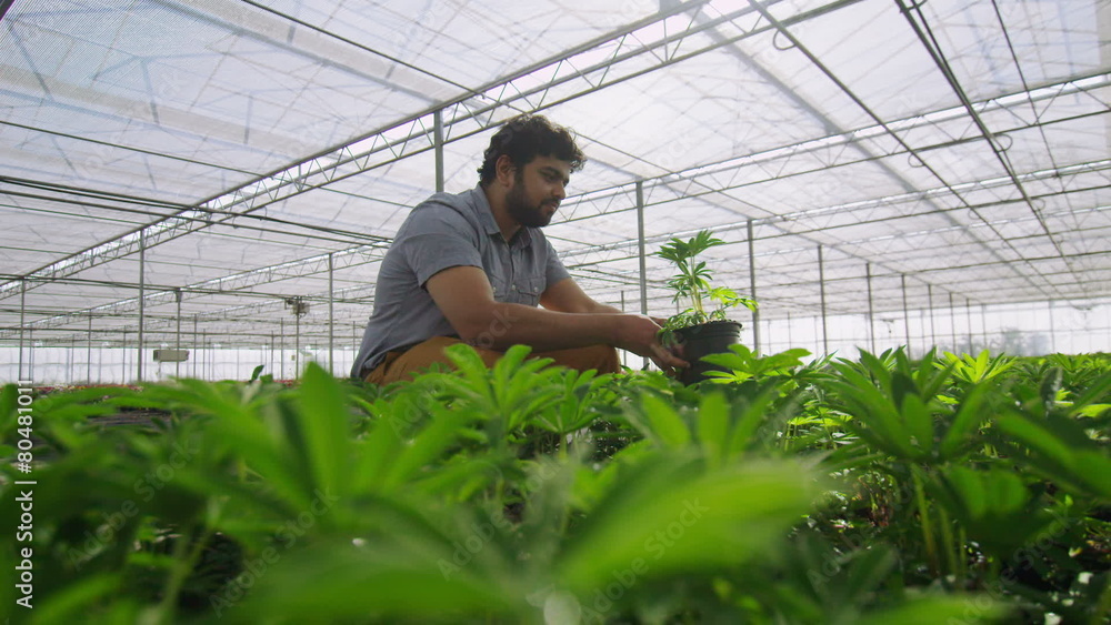 Rows of many young plants growing in a large commercial nursery greenhouse
Rows of many young plants growing in a large commercial nursery greenhouse