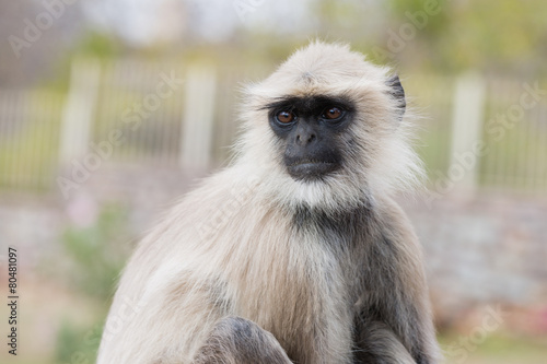 Hanuman Langur