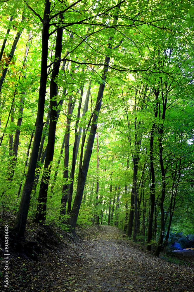 Naklejka premium Footpath through a beautiful forest