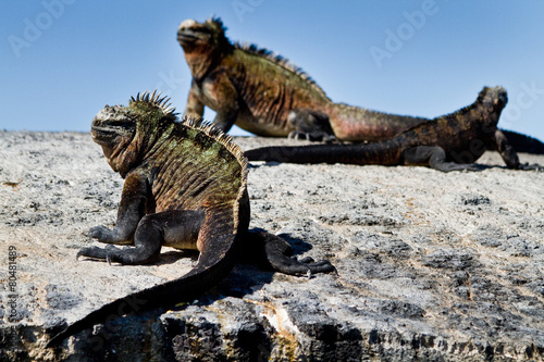 Marine iguanas on a rock in the Galapagos Islands