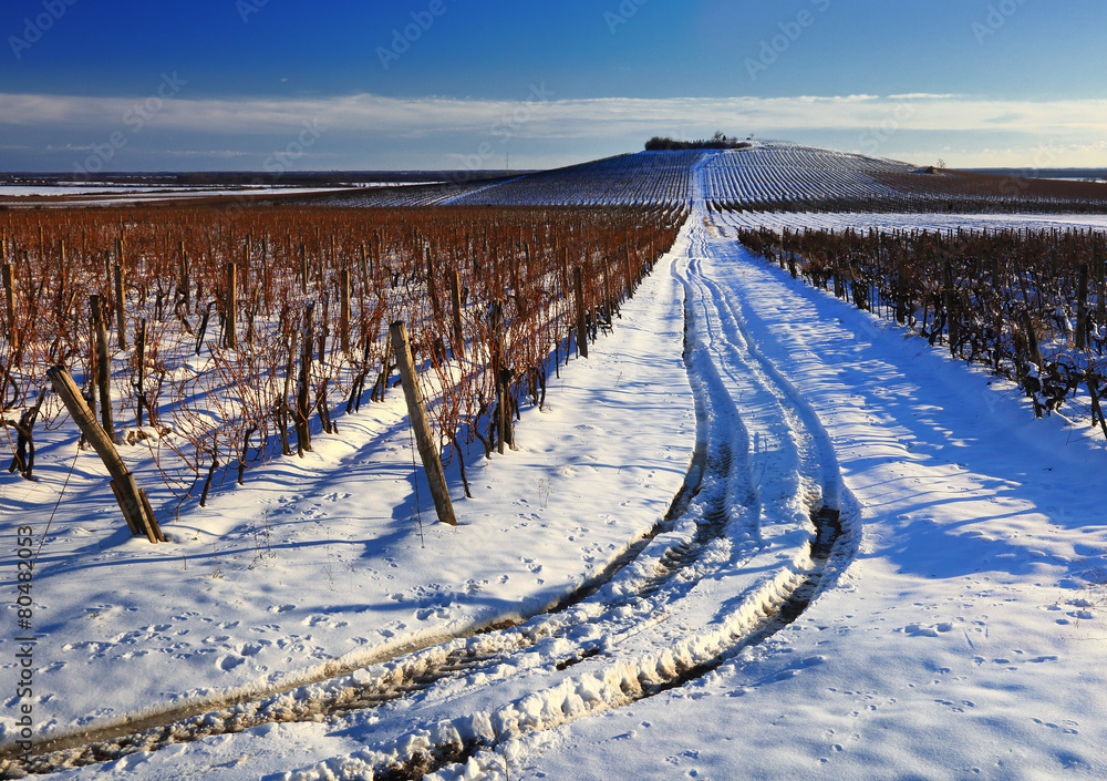 Fototapeta premium Vineyard landscape in winter
