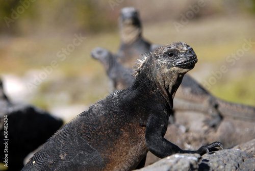 Marine iguana in the Galapagos Islands