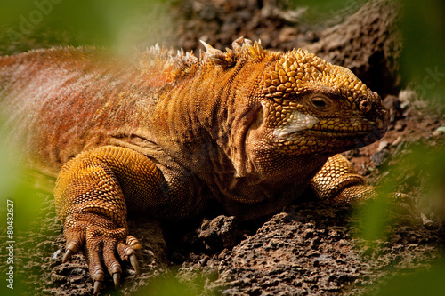 Closeup portrait of a land iguana in the Galapagos Islands