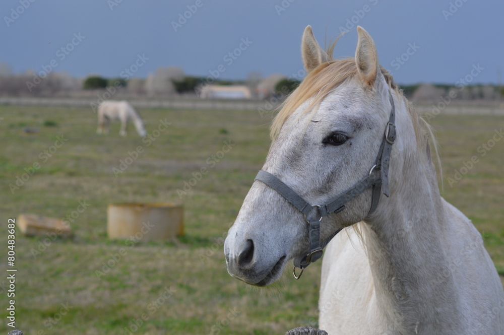 Obraz premium chevaux camarguais