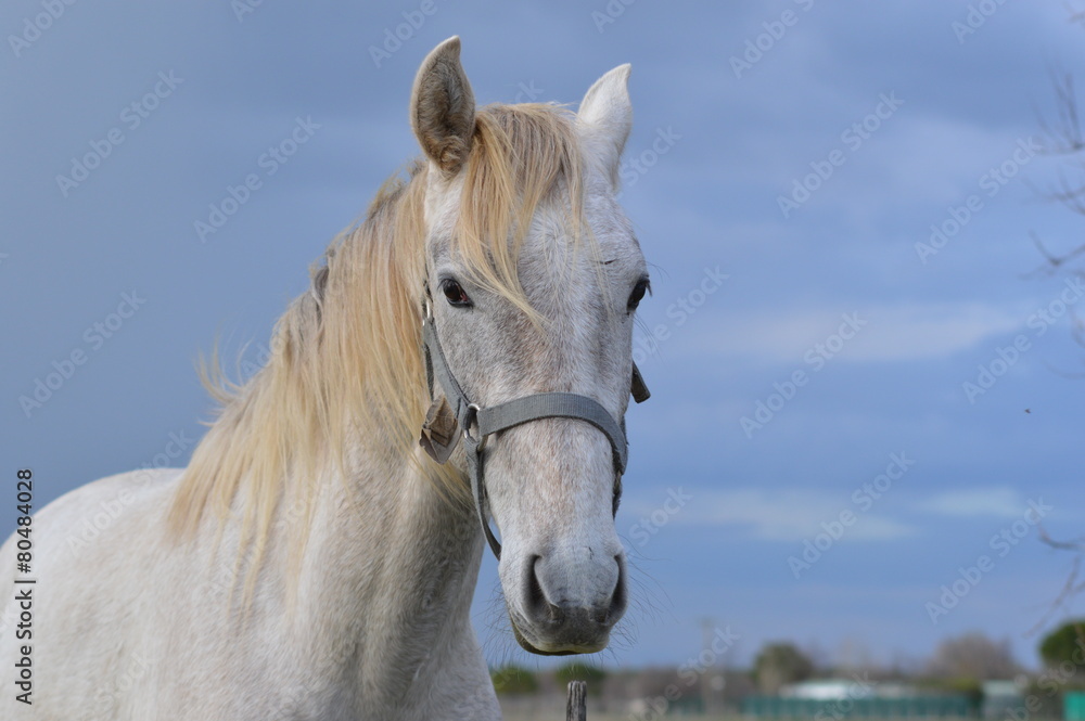 cheval camarguais cheval camarguais