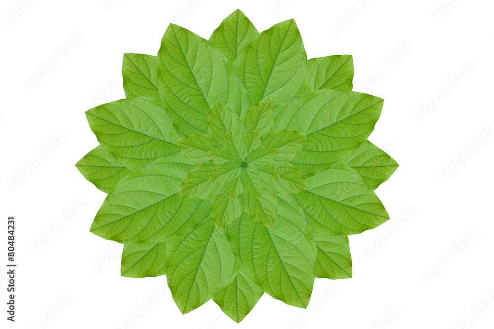 Fototapeta premium Idea form leaf.(Flower concept)