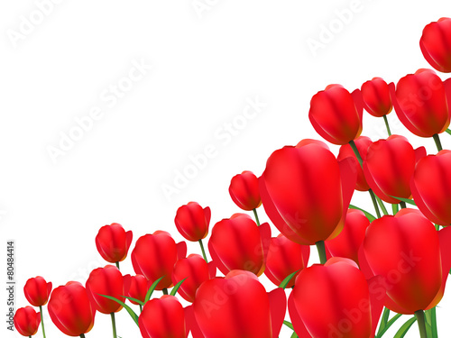 チューリップ　花　背景