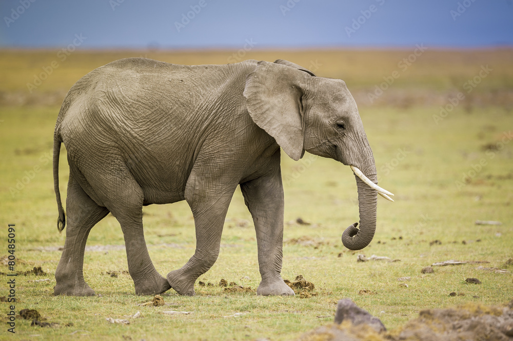 Obraz premium elephant walking