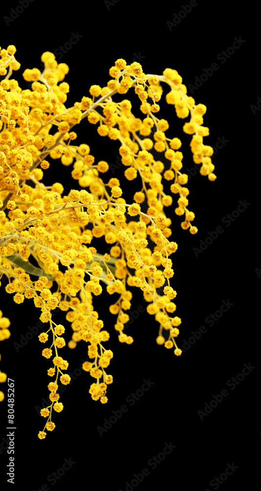 Beautiful sprigs of mimosa on back background