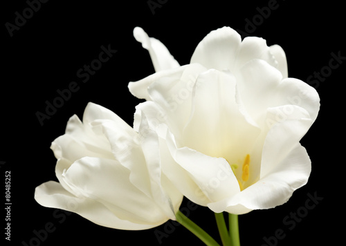 Fototapeta Naklejka Na Ścianę i Meble -  Beautiful white tulips on black background