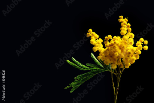 Beautiful sprig of mimosa on back background