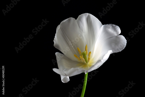 Beautiful white tulip on black background