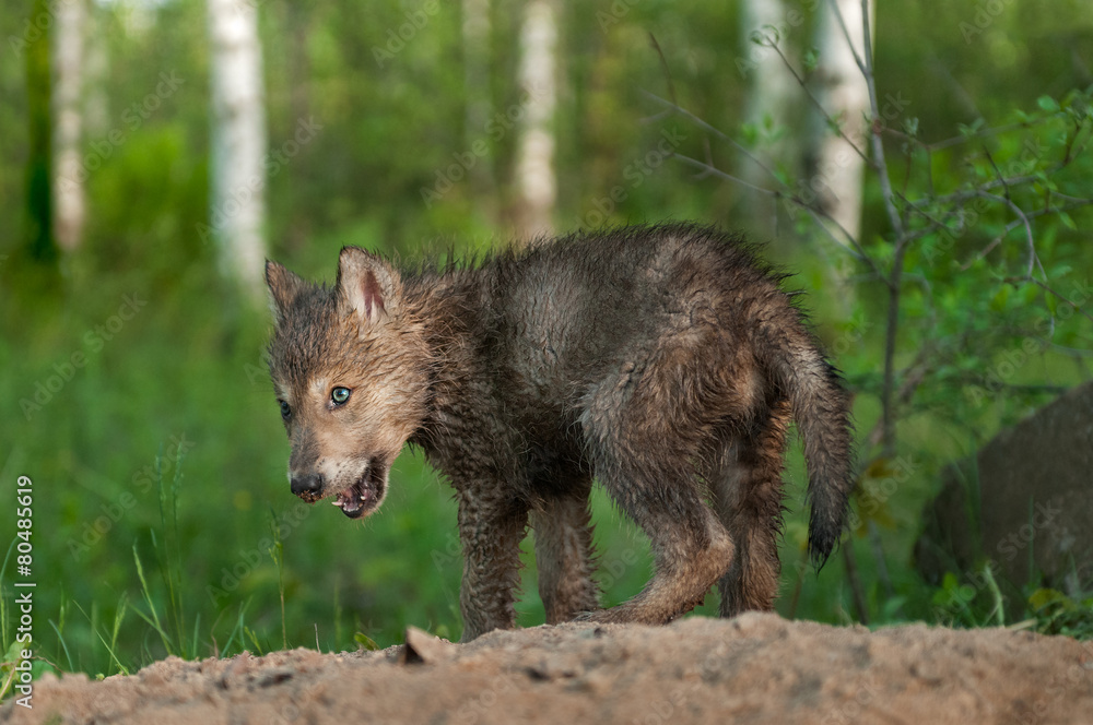 Black Wolf (Canis lupus) Pup with Dirty Nose Black Wolf (Canis lupus) Pup with Dirty Nose