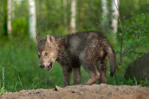 Black Wolf  Canis lupus  Pup with Dirty Nose