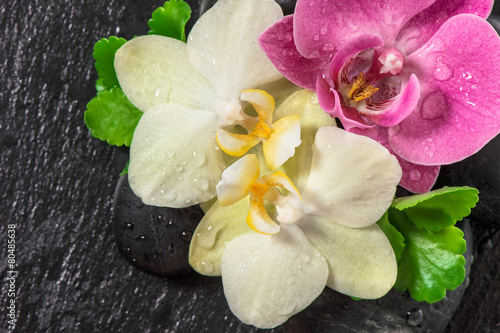 Orchid and green leaves. Spa concept. Fresh flowers decoration