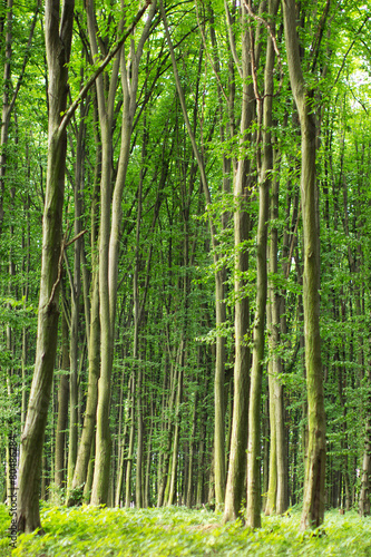 beech green trees in spring forest