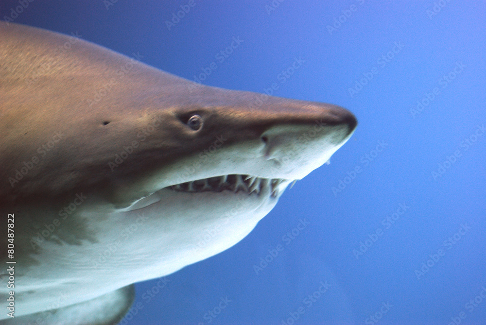 Fototapeta premium Bullenhai