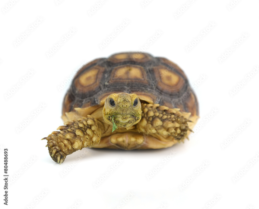 turtle isolated on white background turtle isolated on white background
