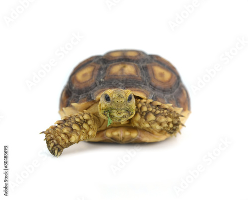 turtle isolated on white background
