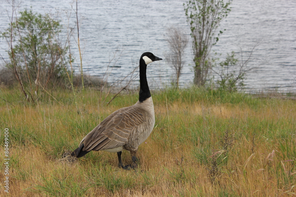Canadian goose