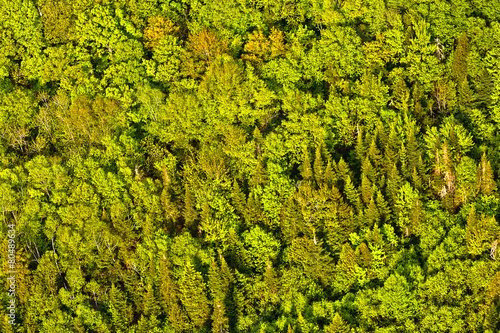 aerial view of green trees forest in quebec canada