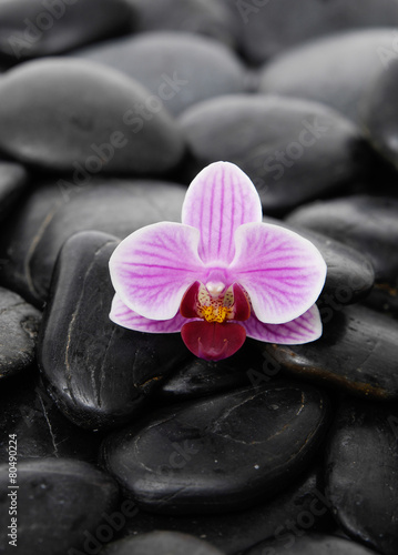 orchid and wet stones