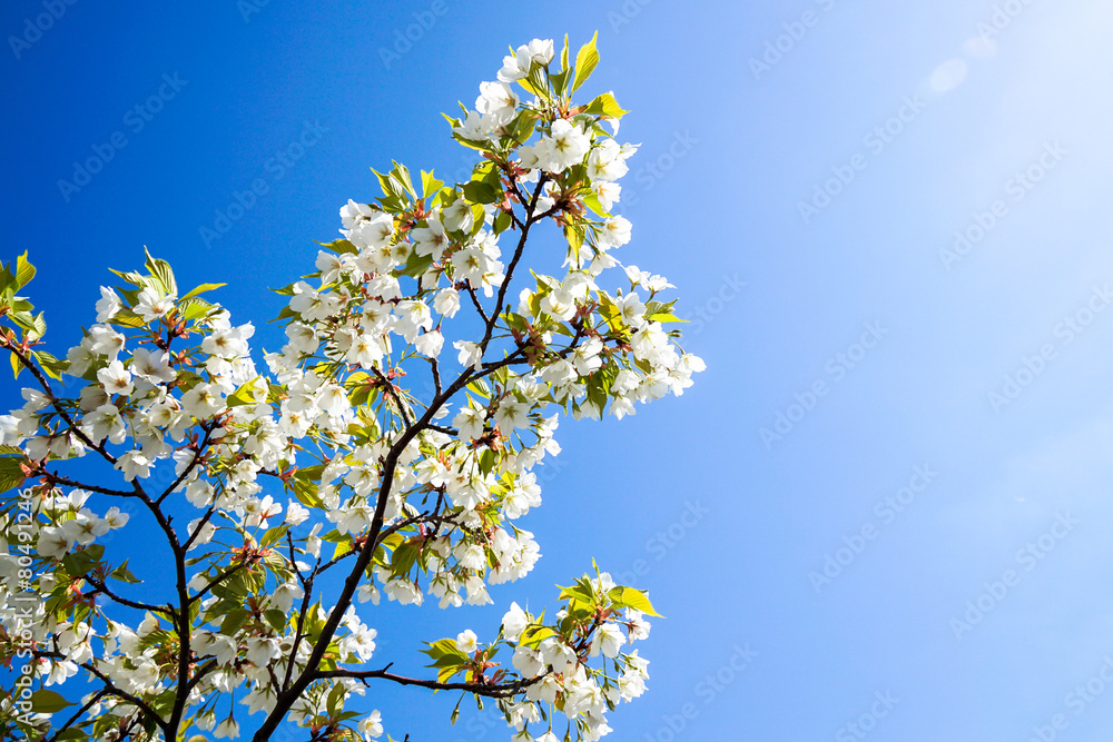 桜(大島桜) 桜(大島桜)