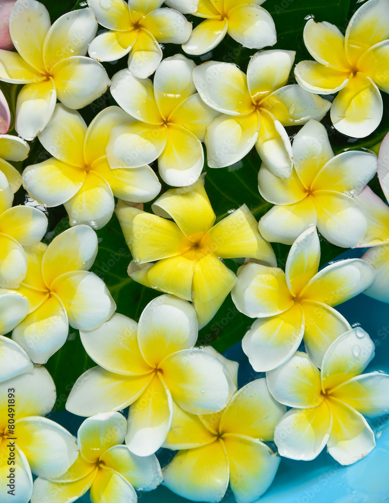 Top view many frangipani in water

