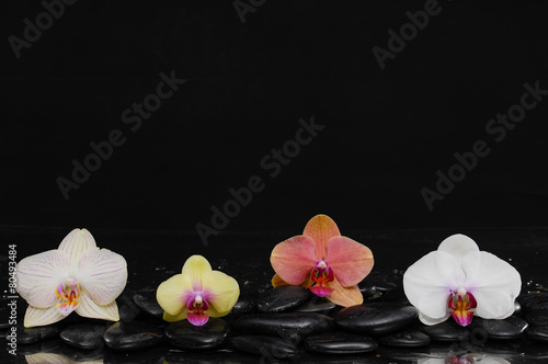 beautiful colorful orchid on black pebbles-black background