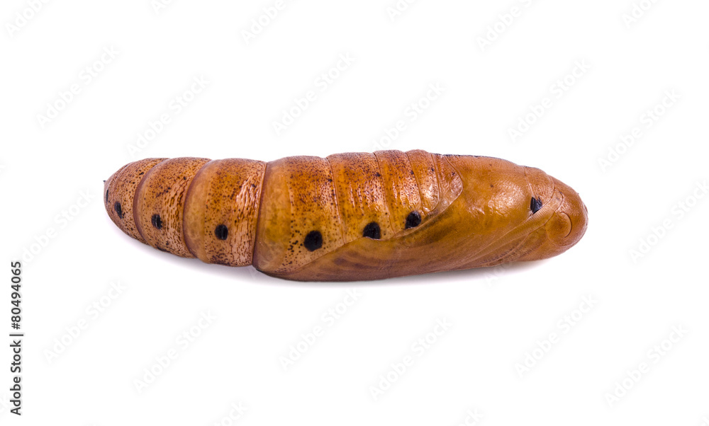 Butterfly Pupa isolated on white background Butterfly Pupa isolated on white background