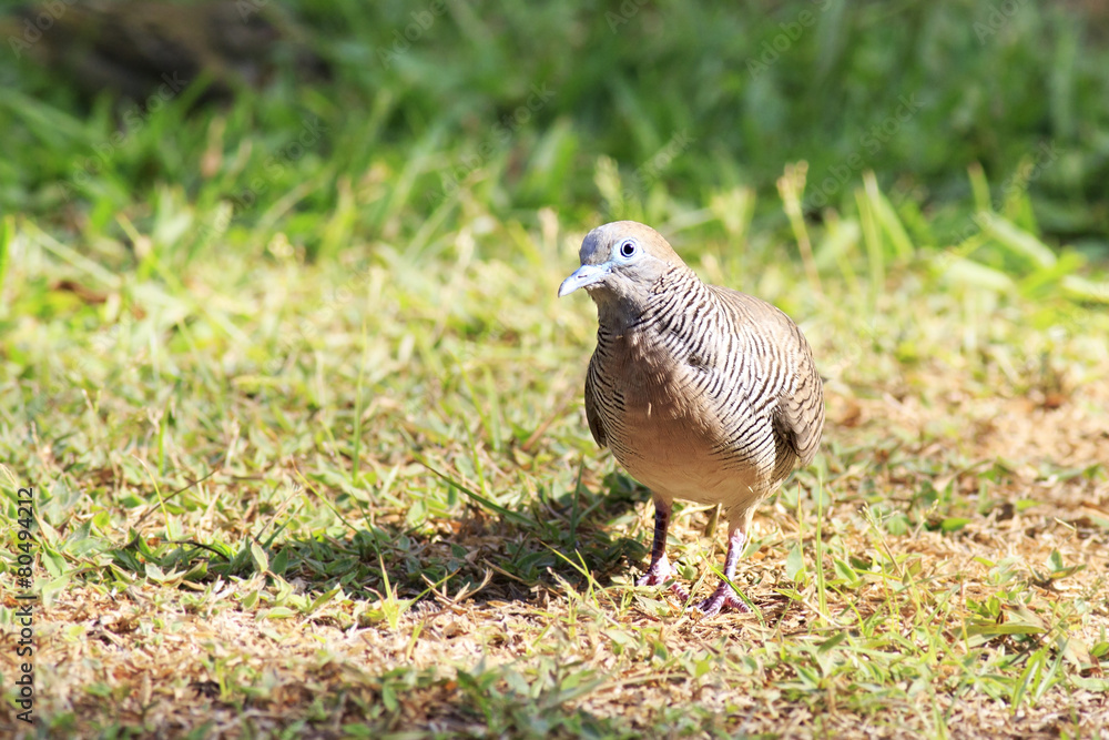 Peaceful dove on the grass. Peaceful dove on the grass.