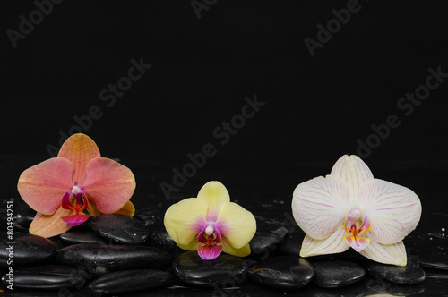 beautiful colorful orchid on black pebbles-black background