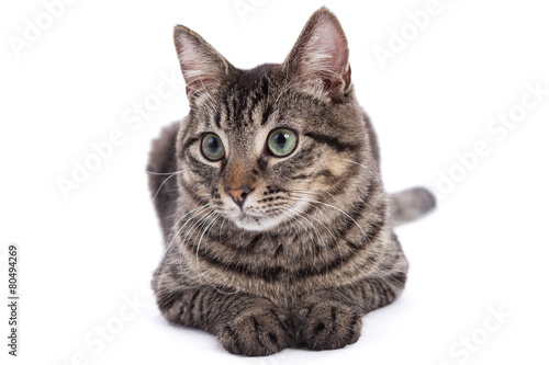 Fototapeta Naklejka Na Ścianę i Meble -  Domestic Shorthair Cat Portrait