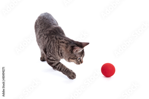 Fototapeta Naklejka Na Ścianę i Meble -  Cat Playing with Ball