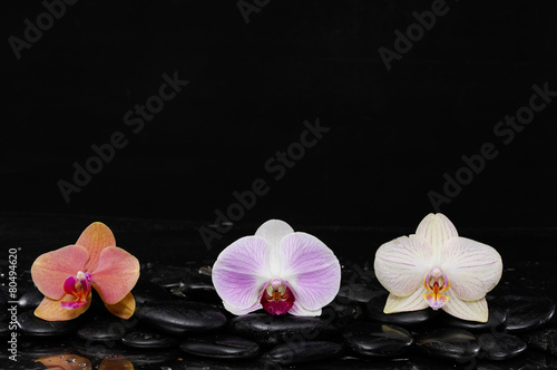 colorful orchid on black pebbles-black background