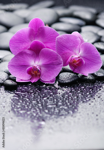 Three pink orchid on zen pebbles-wet background