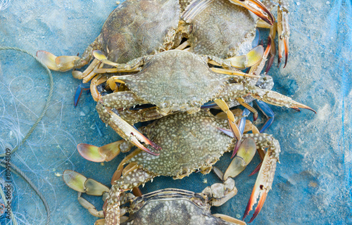 Raw blue crab on the blue net