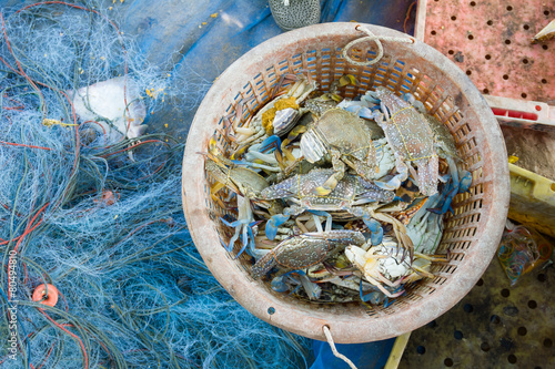 Raw blue crab in basket