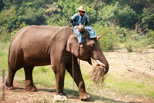 The activities at The young Elephant school photo