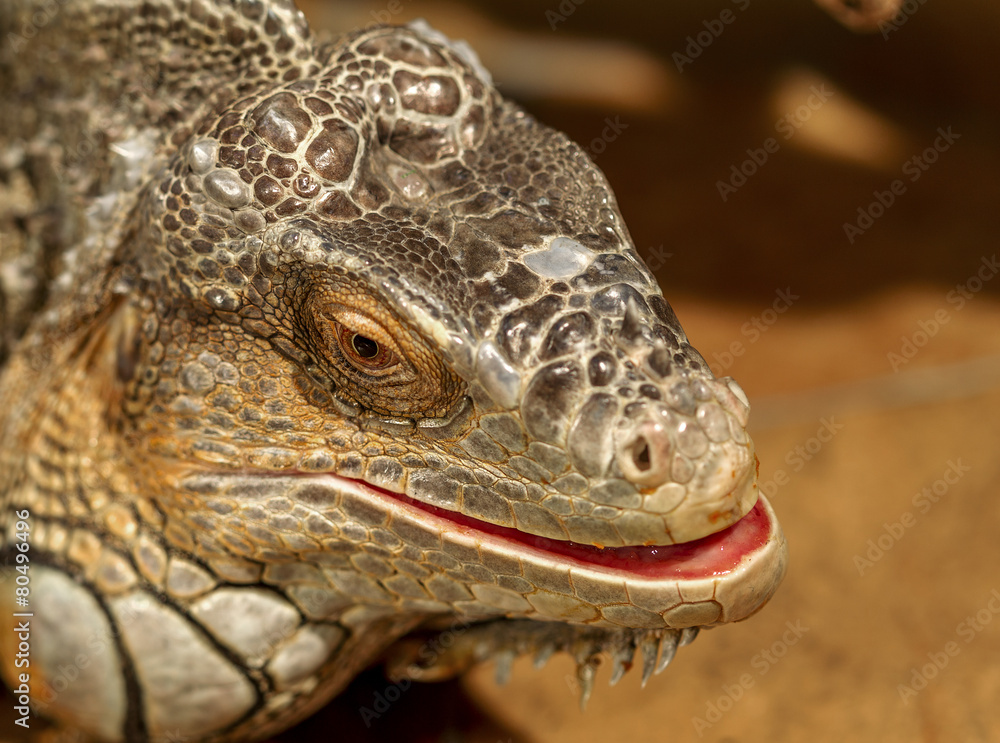 fantastic close-up portrait of tropical iguana. Selective focus,