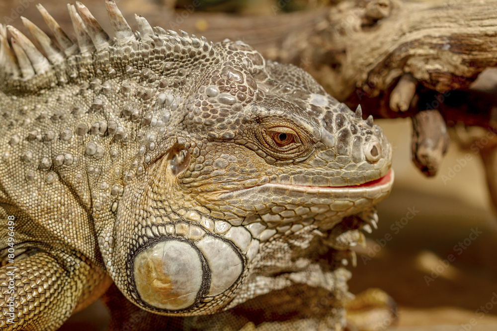 fantastic close-up portrait of tropical iguana. Selective focus, fantastic close-up portrait of tropical iguana. Selective focus,