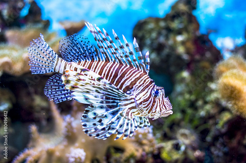The underwater world. Bright Exotic Tropical coral fish in the R
