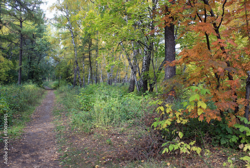 Foto Autumn landscape - path in a mixed forest