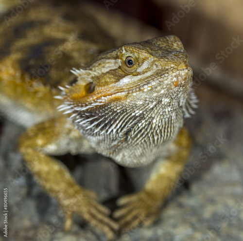 Portrait of an exotic tropical reptiles bearded dragon. Selectiv