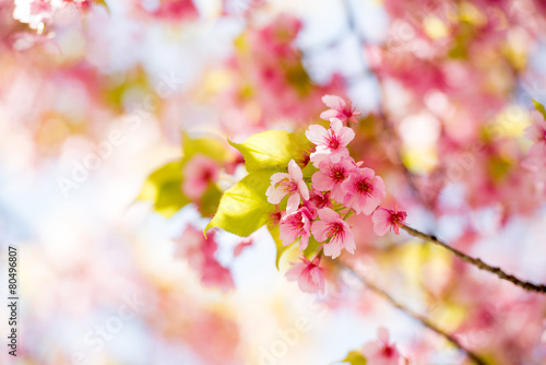 河津桜