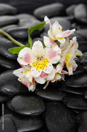 Beautiful new orchid and black stones background