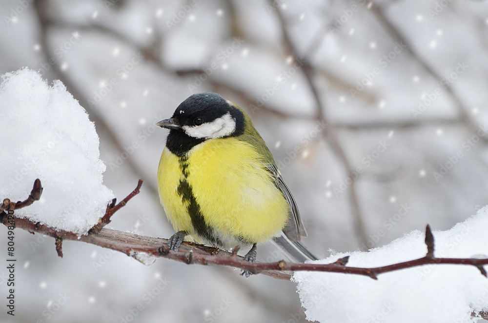 Obraz premium Синица на ветке.