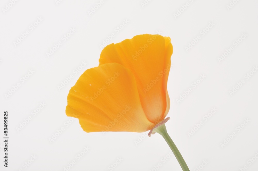 Naklejka premium Eschscholzia