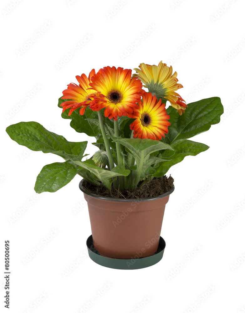 two colors gerbera in a brown pot  isolated on white background